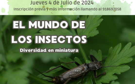 EL MUNDO DE LOS INSECTOS